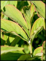 /album/bildgalleri/blad-droppe-jpg/