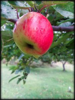 /album/bildgalleri/apple-droppe-jpg/