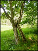 /album/bildgalleri/slanerna-jpg/