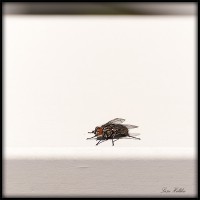 /album/bildgalleri/flugan-jpg/