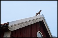 /album/bildgalleri/katt-p%c3%a5-tak-jpg/
