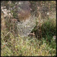 /album/bildgalleri/spindelnat-jpg/