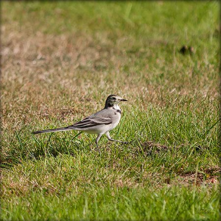 Min gräsklipparkompis