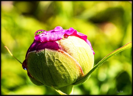 Pion