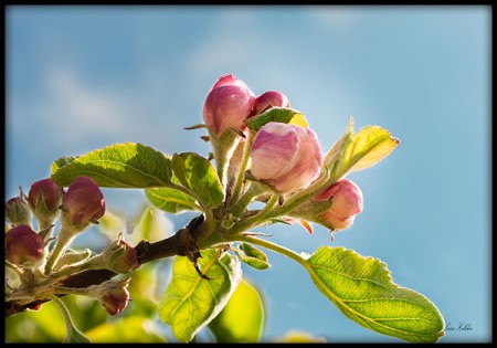 Päronblomma
