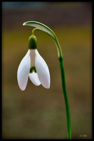 Vitsippa