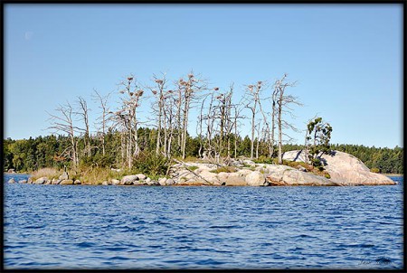 Delö hem för skarvar