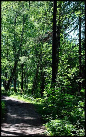 Skogsväg