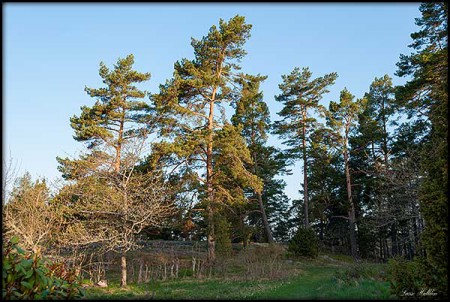 Väderbiten tall