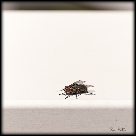 En fluga