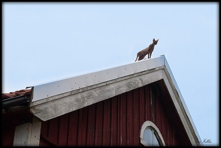 Katt på högt tak