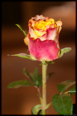 Rosen